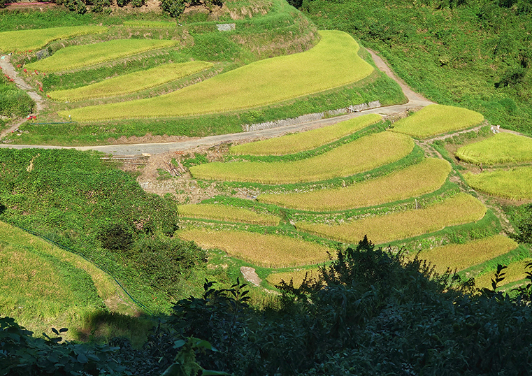 フォトギャラリー