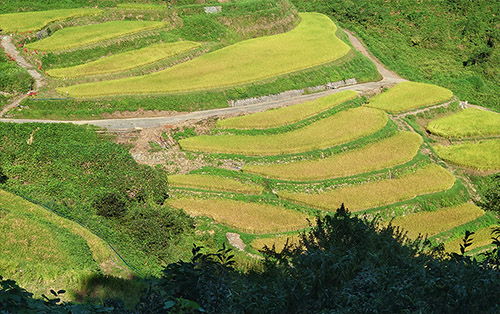 棚田・段畑