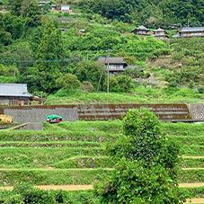 岡の成の棚田